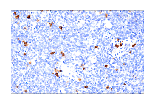 Immunohistochemistry Image 4: B3GAT1 (NK-1) Mouse Monoclonal Antibody