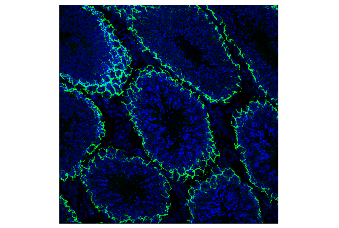 Immunofluorescence Image 2: Claudin-11 (F5C7W) Rabbit Monoclonal Antibody