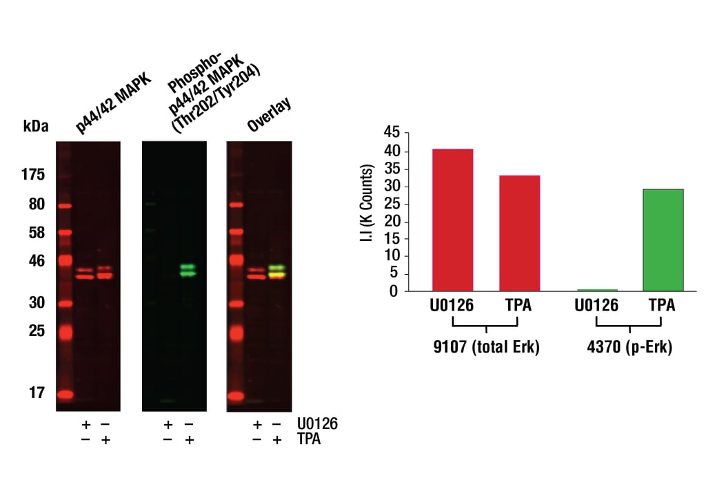Western blot analysis of Jurkat cell lysates (#9194) treated with either U0126 (MEK 1/2 inhibitor) #9903 or TPA (12-O-Tetradecanoylphorbol-13-Acetate) #4174, using Phospho-p44/42 MAPK (Erk1/2) (Thr202/204) (D13.14.4E) XP® Rabbit mAb #4370 detected with Anti-rabbit IgG (H+L) (DyLight 800 Conjugate) #5151 (green) and p44/42 MAPK (Erk1/2) (3A7) Mouse mAb #9107 detected with Anti-mouse IgG (H+L) (DyLight 680 Conjugate) (red).