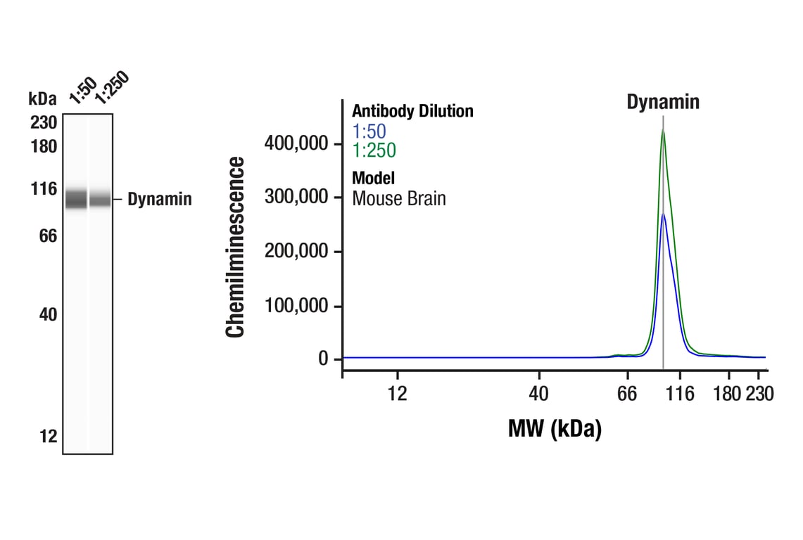 Western Blotting Image 1: Dynamin (pan) (F2E9N) Rabbit Monoclonal Antibody