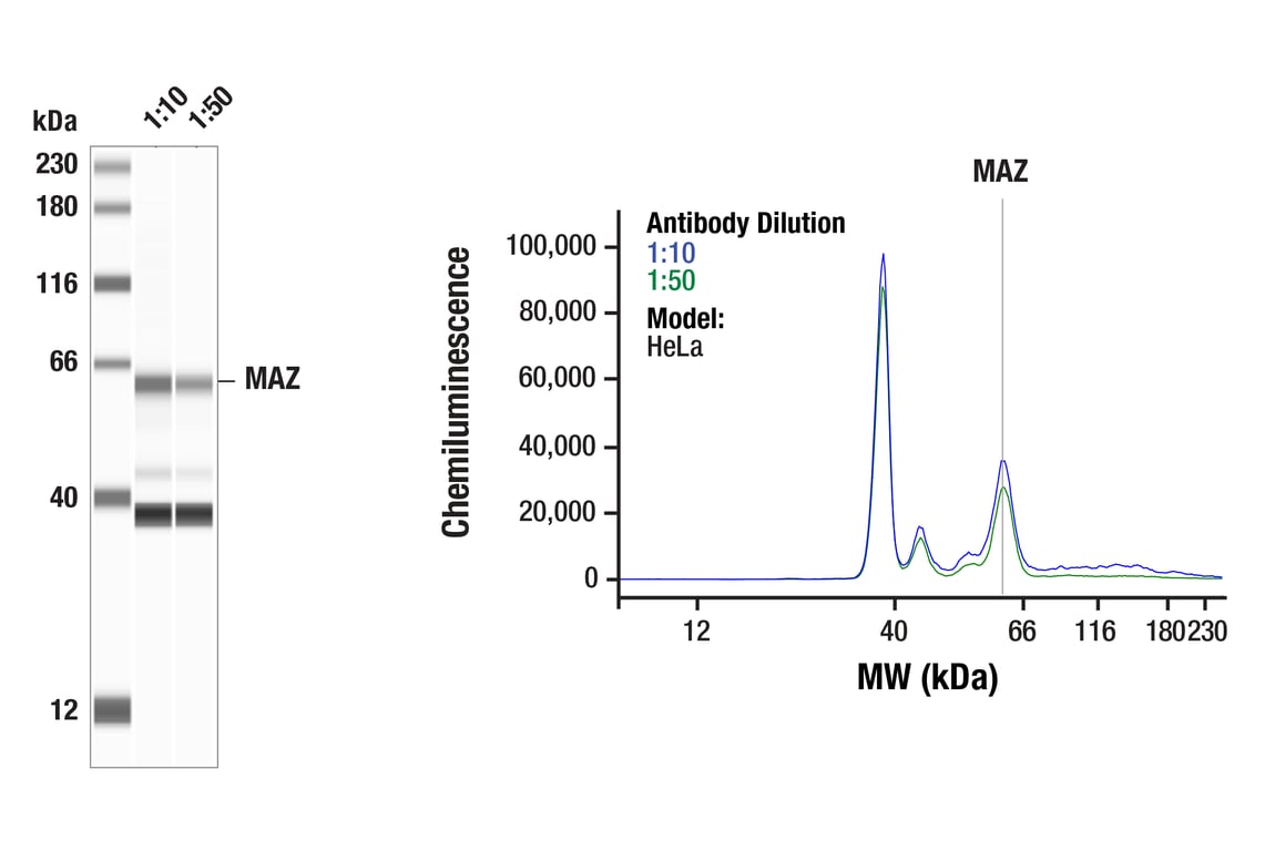 Western Blotting Image 1: MAZ (F3I2I) Rabbit Monoclonal Antibody