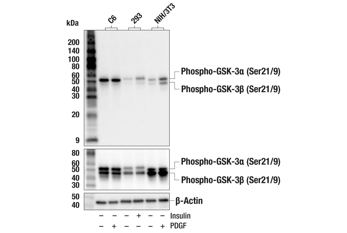 Western Blotting Image 2: Phospho-GSK-3 alpha/beta (Ser21/9) (37F11) Rabbit Monoclonal Antibody