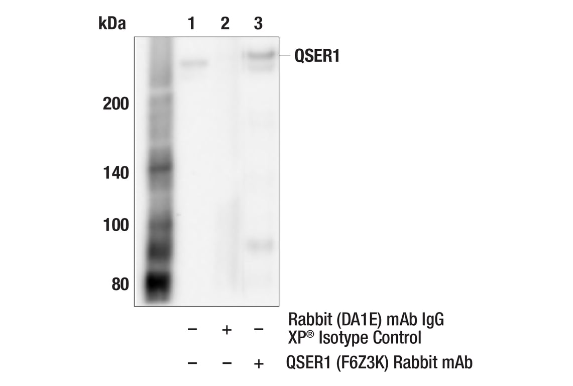 Immunoprecipitation Image 1: QSER1 (F6Z3K) Rabbit Monoclonal Antibody