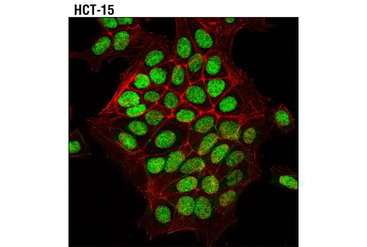Immunofluorescence Image 1: LEF1 (C12A5) Rabbit Monoclonal Antibody (BSA and Azide Free)
