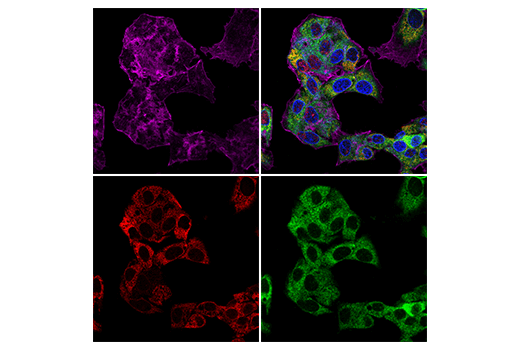 Immunofluorescence Image 1: ERp29 (E6A1G) Rabbit Monoclonal Antibody