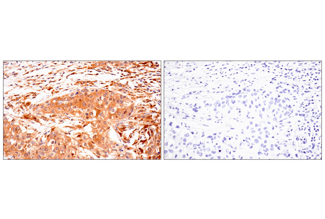 Immunohistochemistry Image 8: TRIM21 (D1O1D) Rabbit Monoclonal Antibody