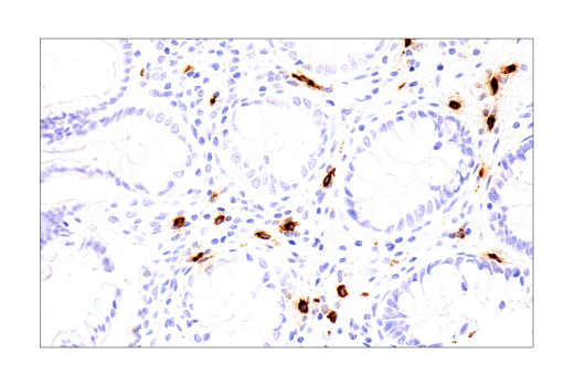 undefined Image 28: NETosis Antibody Sampler Kit