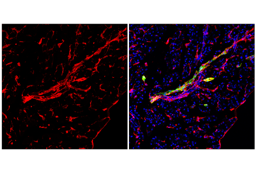 Immunofluorescence Image 1: CD34 (E2J1K) Rabbit Monoclonal Antibody (BSA and Azide Free)