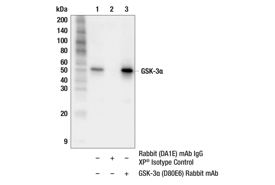 Immunoprecipitation Image 1: GSK-3 alpha (D80E6) Rabbit Monoclonal Antibody