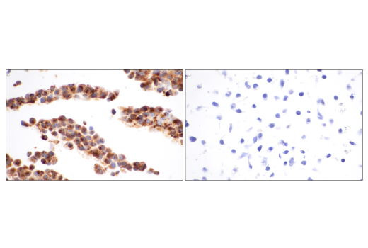 Immunohistochemistry Image 7: ApoE (pan) (D7I9N) Rabbit mAb (BSA and Azide Free)