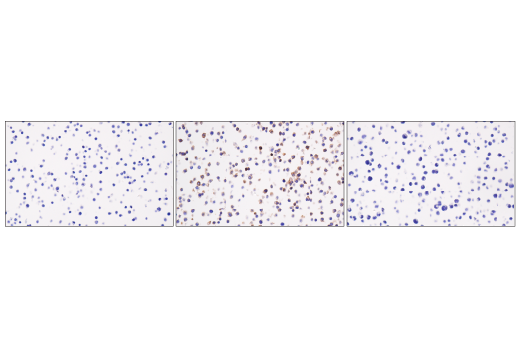 Immunohistochemistry Image 3: CD40 (E2Z7J) Rabbit mAb (BSA and Azide Free)