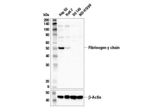 Western Blotting Image 1: Fibrinogen gamma chain (E1U3Z) XP<sup>®</sup> Rabbit mAb (BSA and Azide Free)
