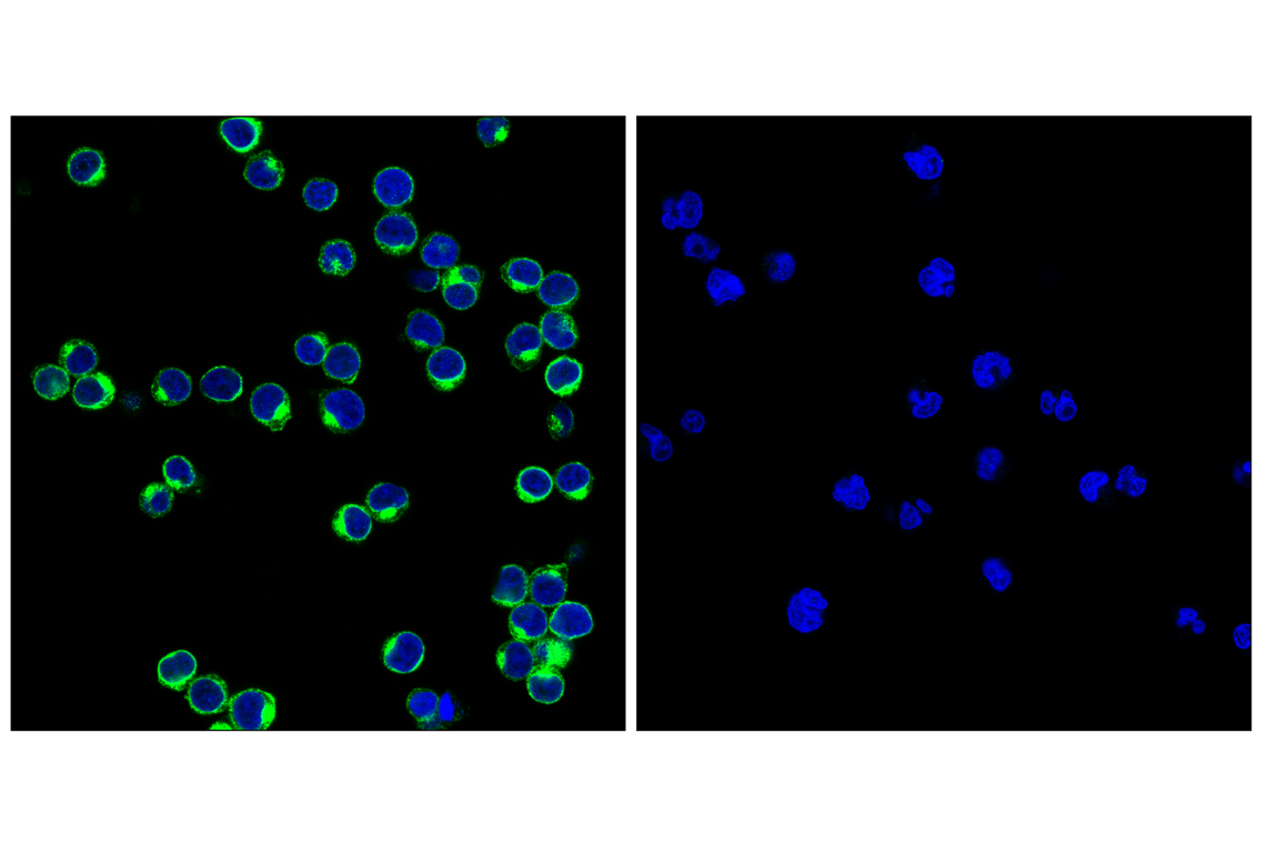 Immunofluorescence Image 1: CD3 epsilon (D7A6E) Rabbit Monoclonal Antibody (BSA and Azide Free)