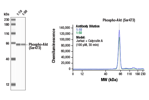 undefined Image 12: PhosphoPlus<sup>®</sup> Akt (Ser473) Antibody Duet