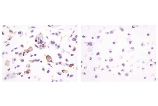 Immunohistochemistry Image 3: Phospho-Tau (Ser404) (D2Z4G) Rabbit Monoclonal Antibody (BSA and Azide Free)