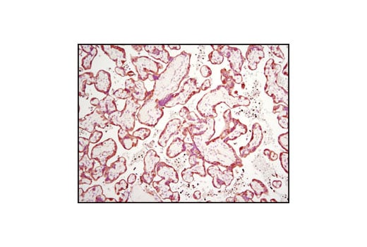 Immunohistochemistry Image 2: TGM2 (D11A6) Rabbit Monoclonal Antibody