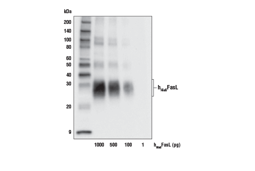 Western Blotting Image 3: FasL (D1N5E) Rabbit Monoclonal Antibody