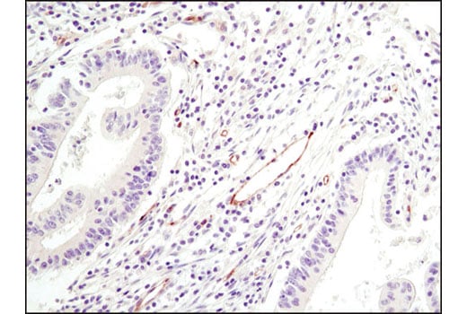 Immunohistochemistry Image 1: eNOS (6H2) Mouse Monoclonal Antibody