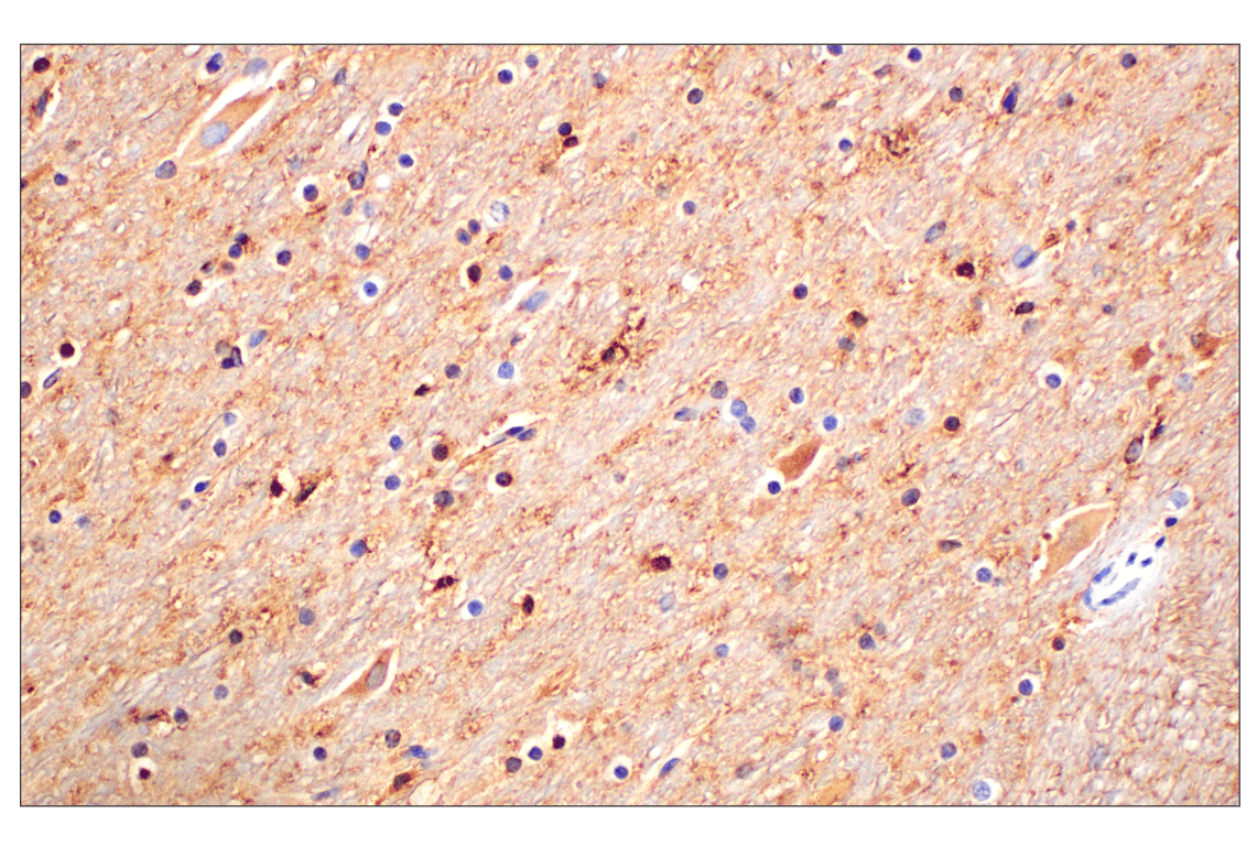 Immunohistochemistry Image 12: CD15/SSEA1 (MMA) Mouse mAb