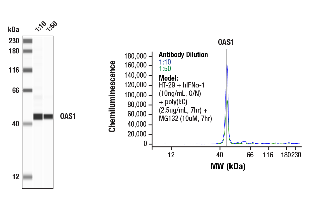 Western Blotting Image 1: OAS1 (D1W3A) Rabbit Monoclonal Antibody