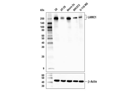 Western Blotting Image 1: LAMC1 (E9V4G) Rabbit mAb