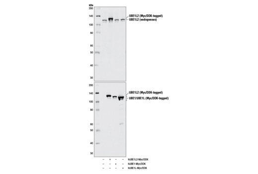 Western Blotting Image 2: UBE1L2/UBA6 Antibody