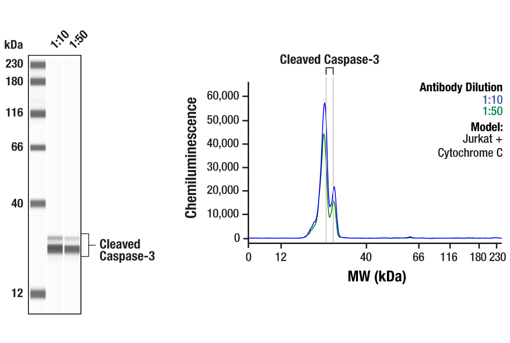 undefined Image 25: Apoptosis Antibody Sampler Kit (Mouse Preferred)
