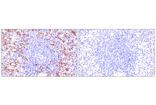 Immunohistochemistry Image 9: CD235a/Glycophorin A (JC159) Rabbit Monoclonal Antibody