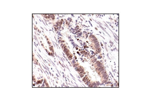 Immunohistochemistry Image 1: Phospho-Cyclin E1 (Thr62) Antibody