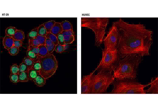 Immunofluorescence Image 1: CDT1 (D10F11) Rabbit Monoclonal Antibody