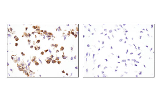 Immunohistochemistry Image 3: Bax (D3R2M) Rabbit Monoclonal Antibody