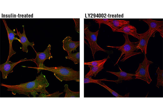 Immunofluorescence Image 1: Phospho-Akt (Thr308) (D25E6) Rabbit Monoclonal Antibody (BSA and Azide Free)