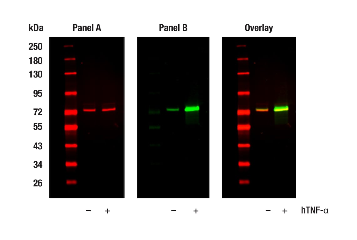 undefined Image 61: NF-kappaB Family Member Antibody Sampler Kit