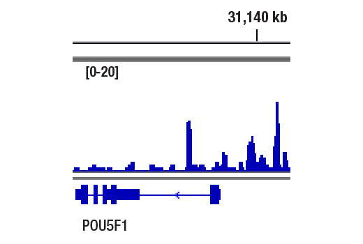 Chromatin Immunoprecipitation Image 1: Oct-4A (C52G3) Rabbit Monoclonal Antibody