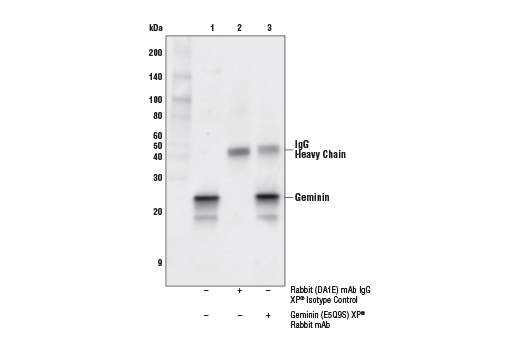 Immunoprecipitation Image 1: Geminin (E5Q9S) Rabbit Monoclonal Antibody