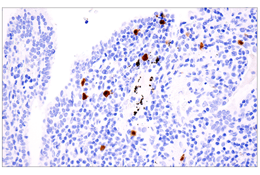 Immunohistochemistry Image 9: Calretinin (E7R6O) Rabbit Monoclonal Antibody (BSA and Azide Free)