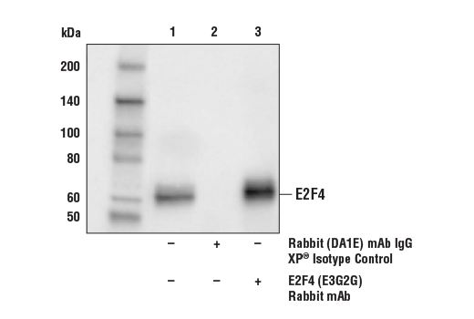 Immunoprecipitation Image 1: E2F4 (E3G2G) Rabbit Monoclonal Antibody