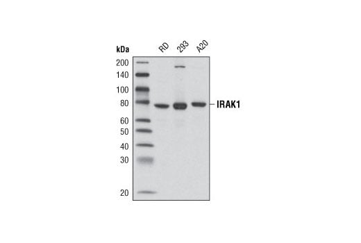Western Blotting Image 4: IRAK1 (D51G7) Rabbit Monoclonal Antibody (Biotinylated)