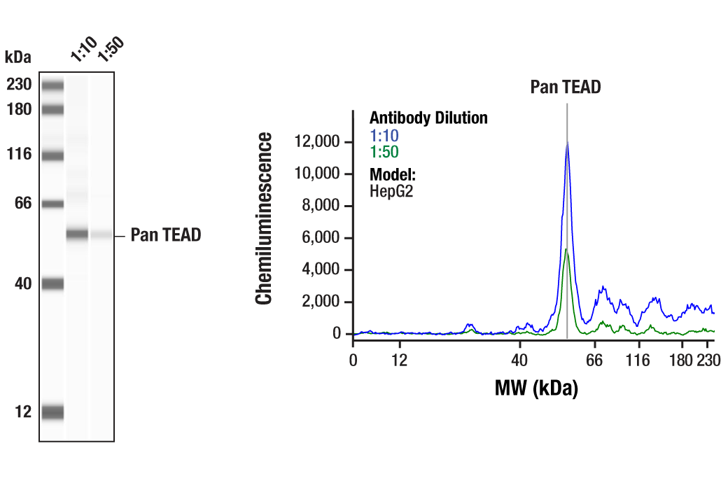 undefined Image 35: YAP/TAZ Transcriptional Targets Antibody Sampler Kit