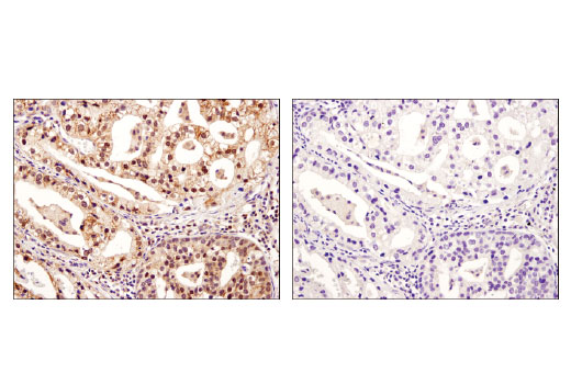 Immunohistochemistry Image 3: XIAP (D2Z8W) Rabbit Monoclonal Antibody