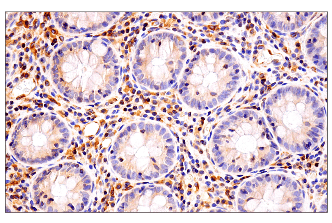 Immunohistochemistry Image 2: HLA-E (MEM-E/02) Mouse Monoclonal Antibody