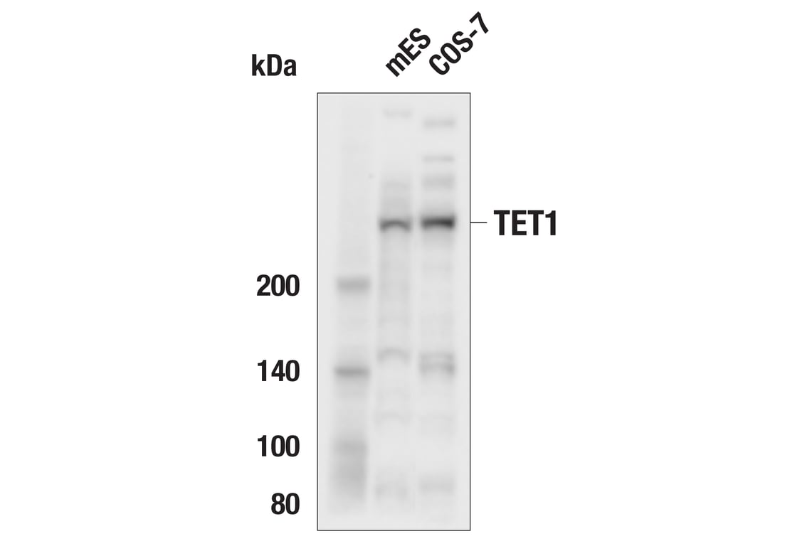 Western Blotting Image 3: TET1 (E5F1O) Rabbit Monoclonal Antibody