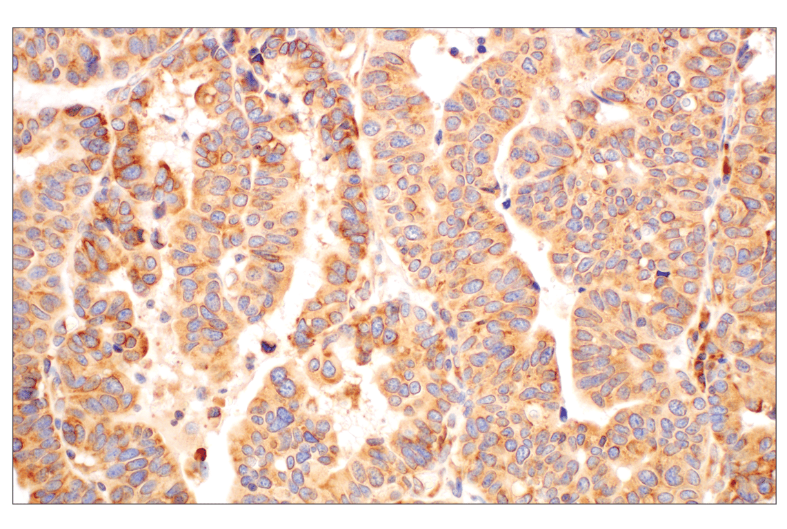 Immunohistochemistry Image 1: RACK1 (D59D5) Rabbit Monoclonal Antibody (BSA and Azide Free)