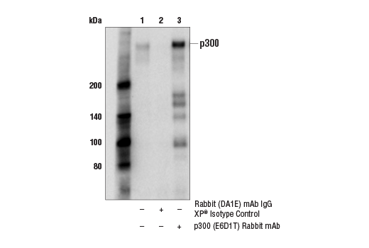 Immunoprecipitation Image 1: p300 (E6D1T) Rabbit Monoclonal Antibody