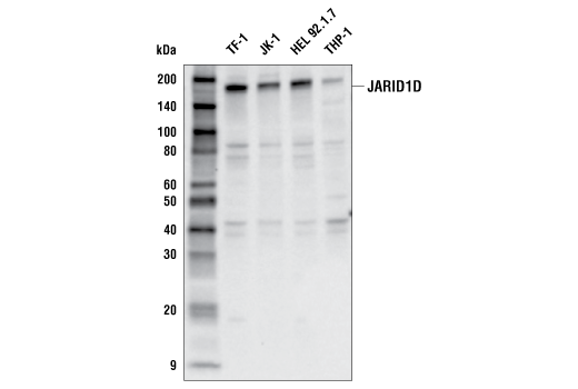 Western Blotting Image 1: JARID1D (E4D4B) Rabbit mAb