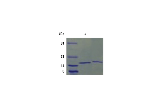 undefined Image 2: Mouse IL-21 Recombinant Protein