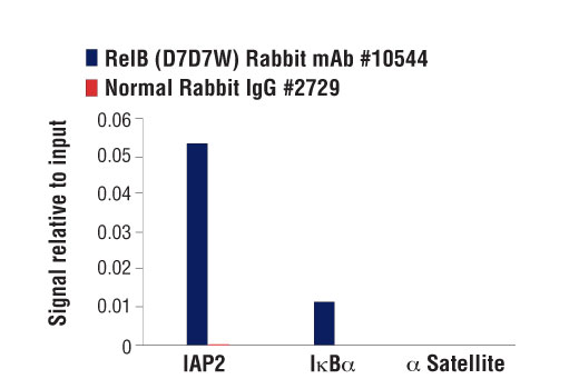 Chromatin Immunoprecipitation Image 3: RelB (D7D7W) Rabbit Monoclonal Antibody