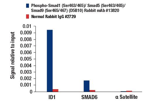 Chromatin Immunoprecipitation Image 1: Phospho-SMAD1 (Ser463/465)/ SMAD5 (Ser463/465)/ SMAD9 (Ser465/467) (D5B10) Rabbit Monoclonal Antibody