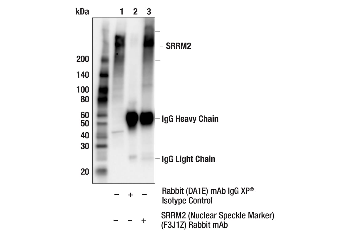 SRRM2 (F3J1Z) Rabbit mAb | Cell Signaling Technology