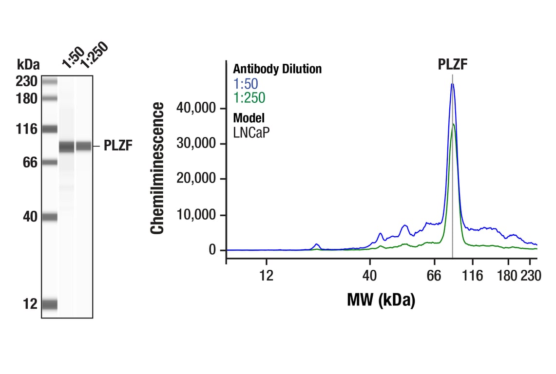 Western Blotting Image 1: PLZF (D8G3G) Rabbit Monoclonal Antibody